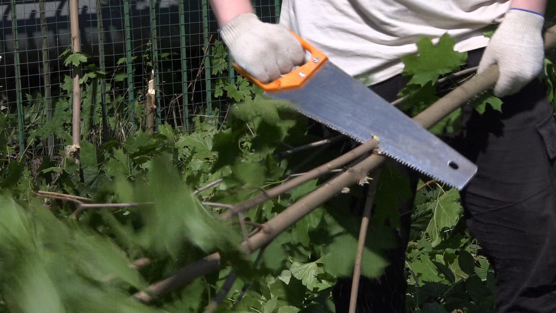 школа Попова, трудовые бригады, летняя подработка, Власиха школа Попова, летняя трудовая бригада,