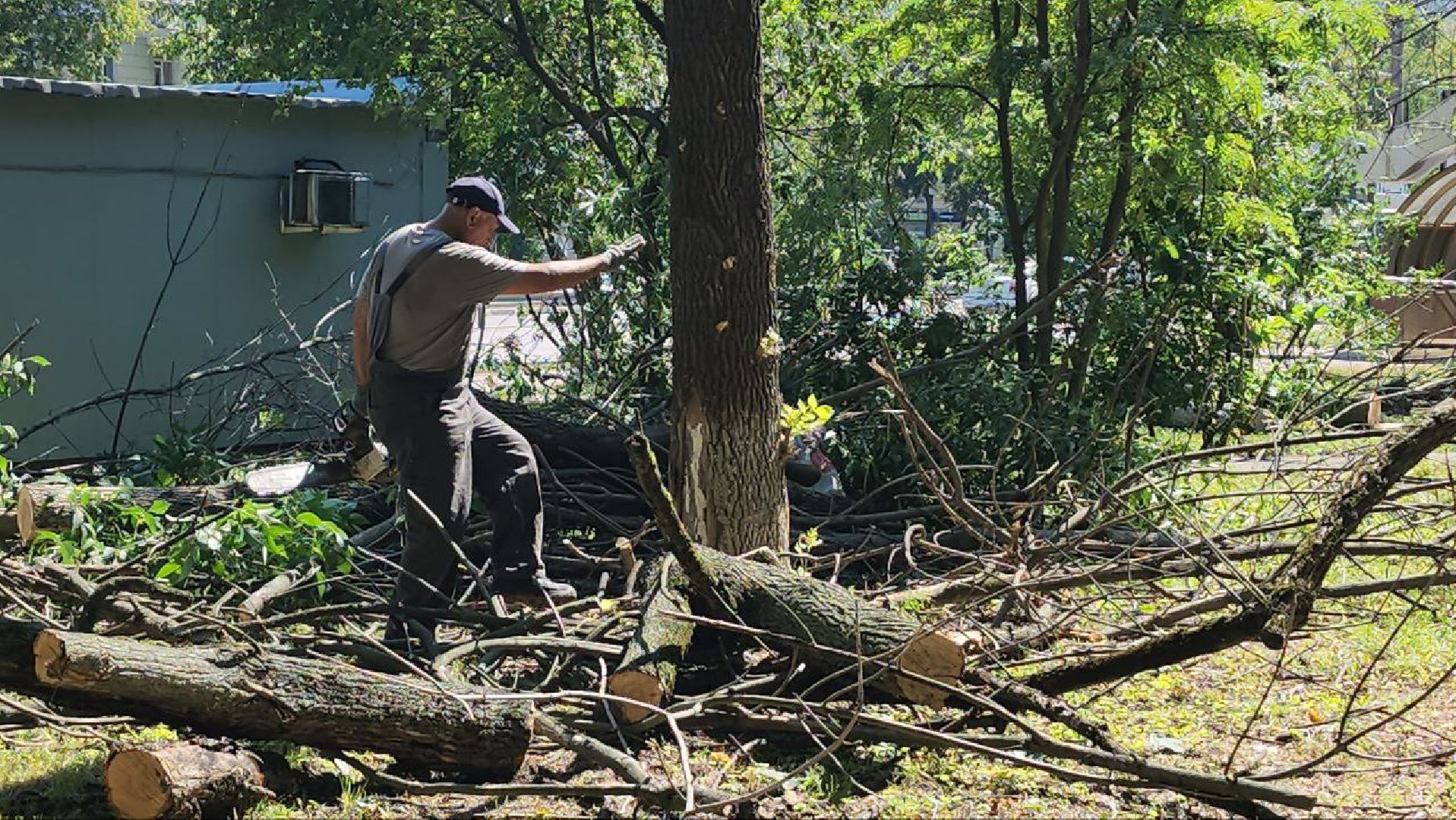 люберцы, спил деревьев, жкх и благоустройство,