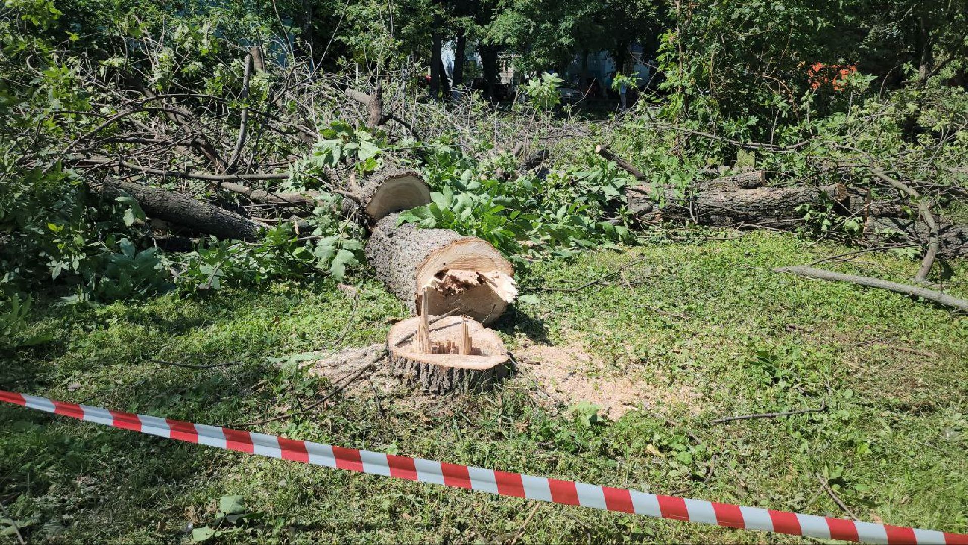люберцы, спил деревьев, жкх и благоустройство,