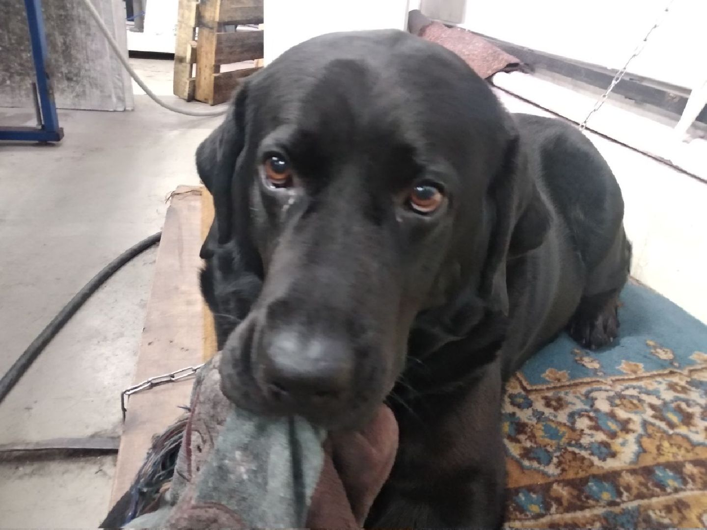 Дмитров, ДУПП, Всероссийское общество слепых