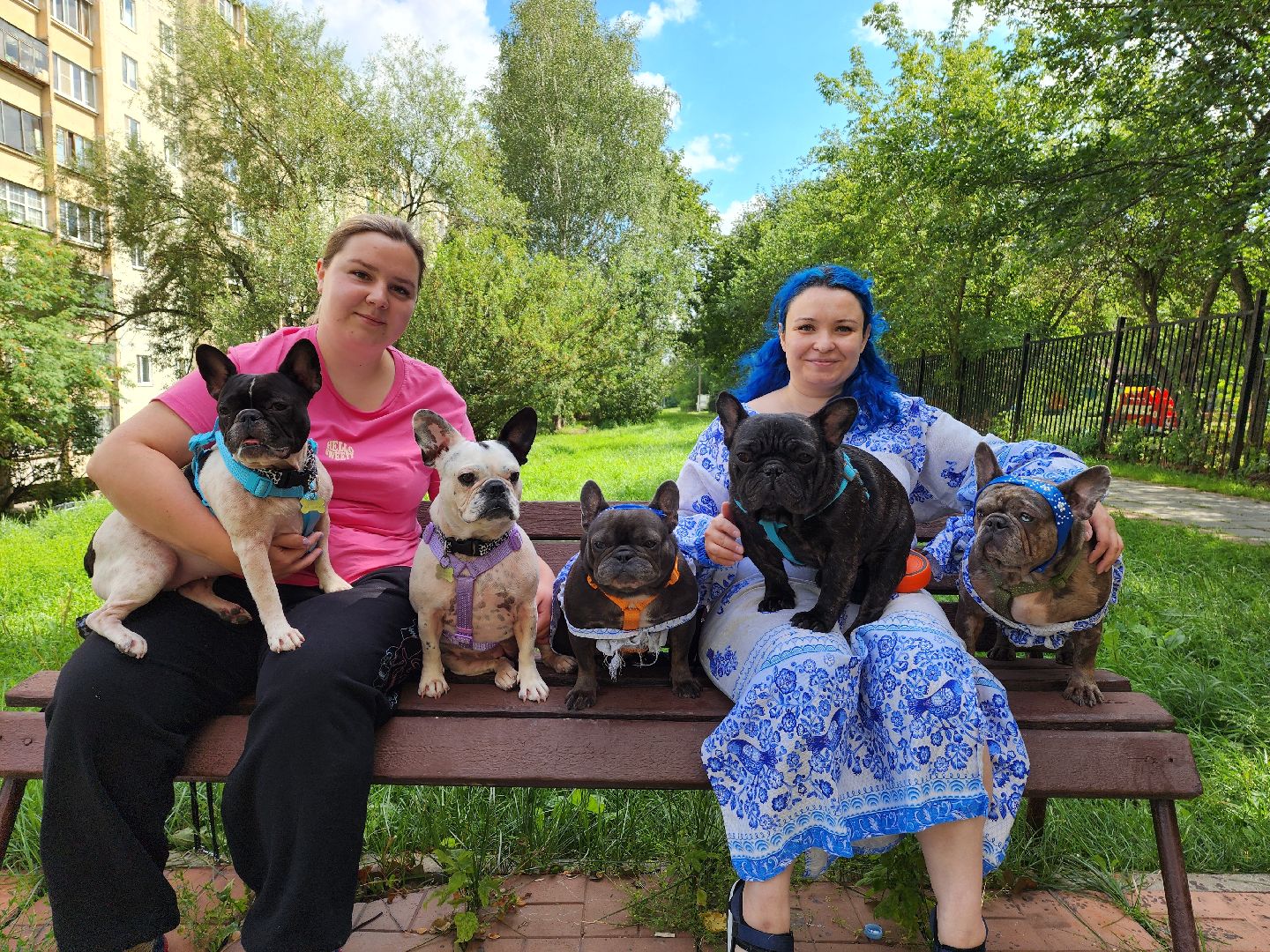 красногорск,французский бульдог, парад, волонтеры, благотворительность, приют для собак,