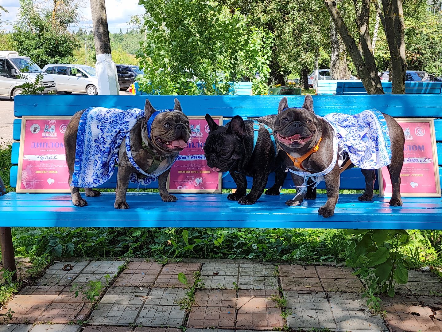 красногорск,французский бульдог, парад, волонтеры, благотворительность, приют для собак,