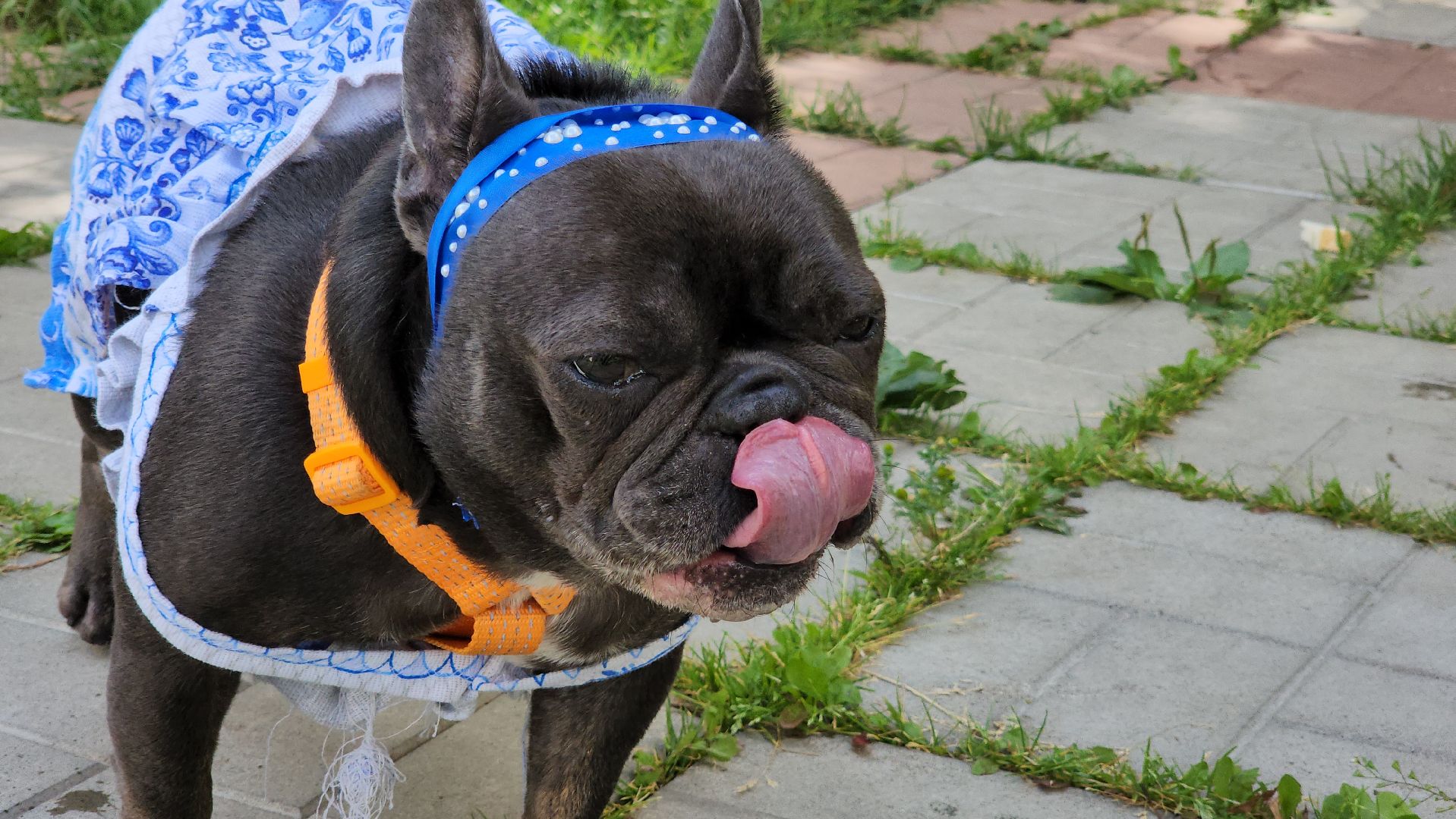 красногорск,французский бульдог, парад, волонтеры, благотворительность, приют для собак,