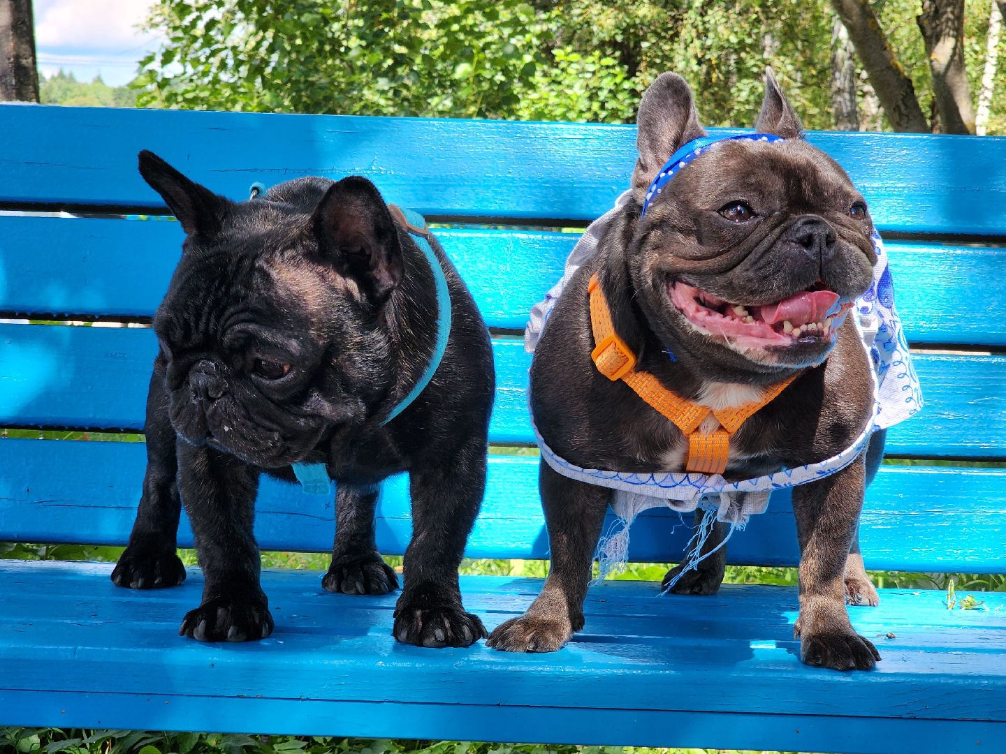 красногорск,французский бульдог, парад, волонтеры, благотворительность, приют для собак,