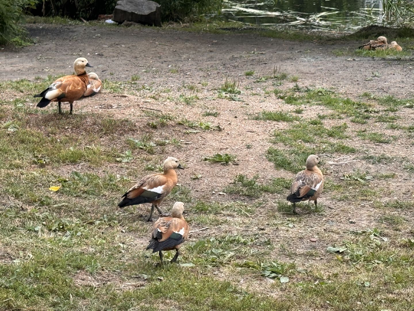 Одинцово, Очистка Комсомольского пруда, Благоустройство, 100 прудов и озер,