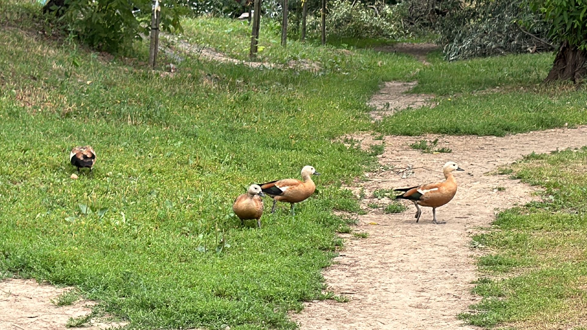 Одинцово, Очистка Комсомольского пруда, Благоустройство, 100 прудов и озер,