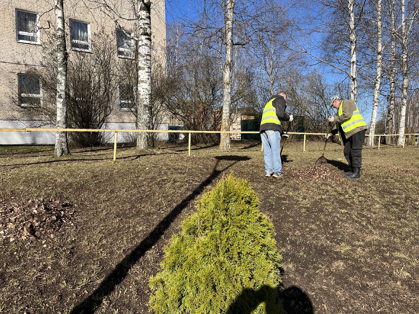 Шаховская, уборка, листья