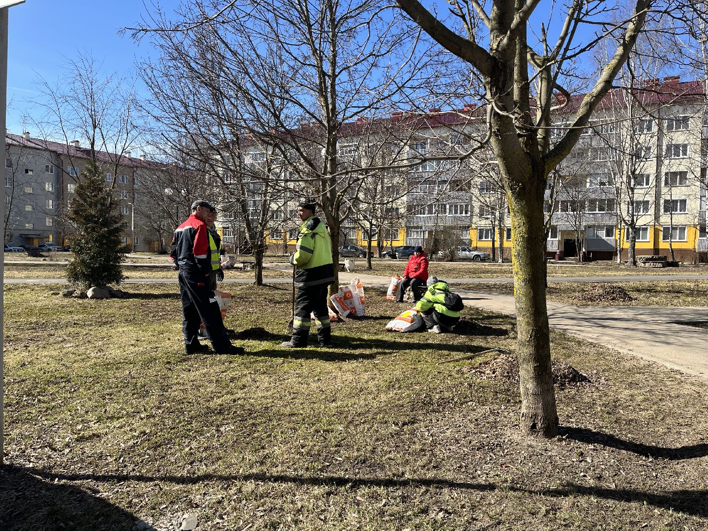 Шаховская, уборка, листья