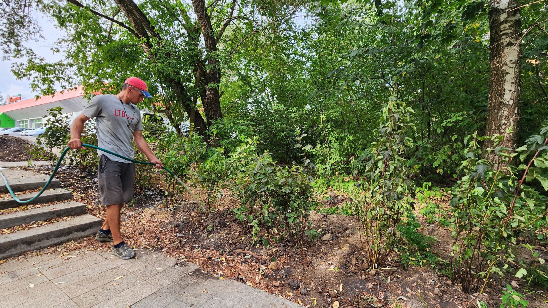 благоустройство, протвино, полив, аномальная жара, комбинат благоустройства,
