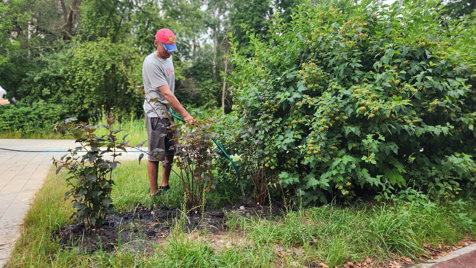 благоустройство, протвино, полив, аномальная жара, комбинат благоустройства,