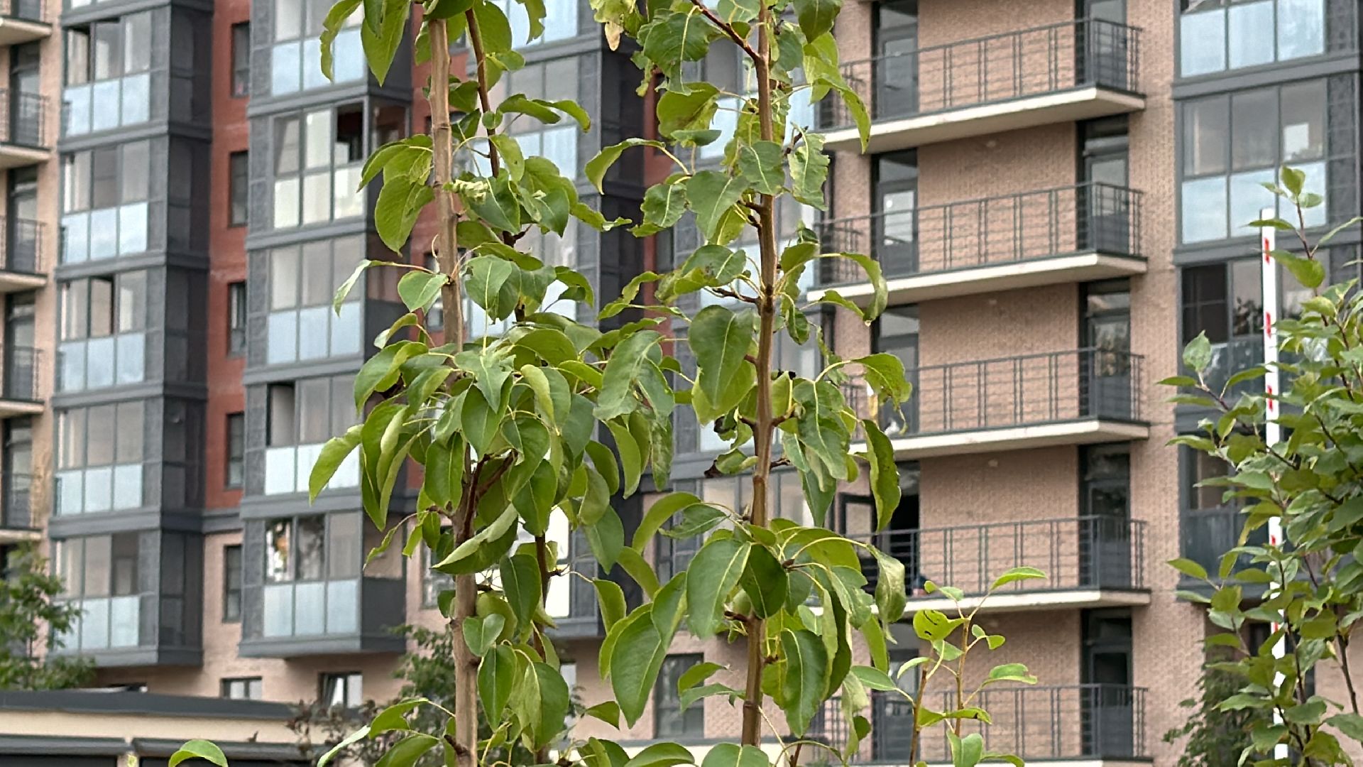 Детский сад, Строительство, образование в подмосковье,ЖК Союзный,
