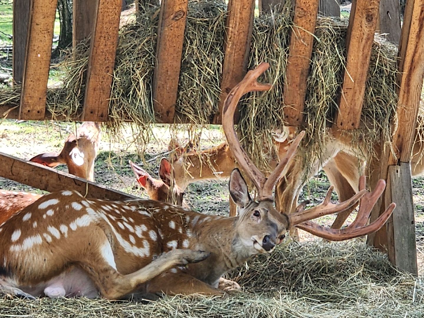 лосиный остров, Олени, биостанция,