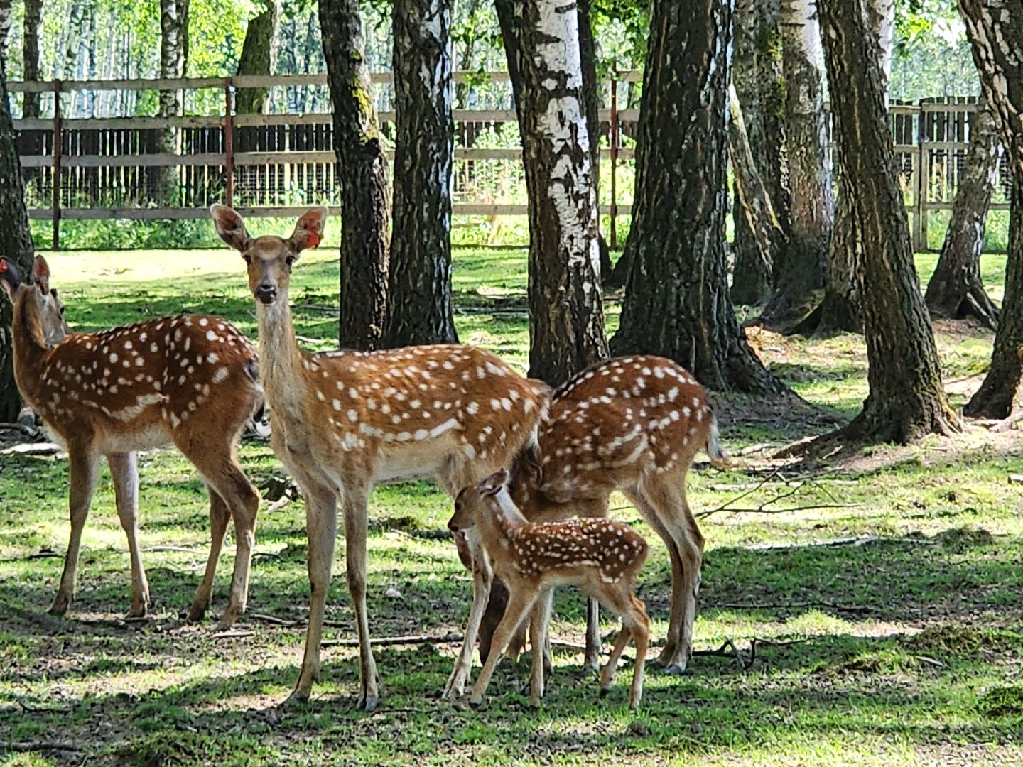 лосиный остров, Олени, биостанция,