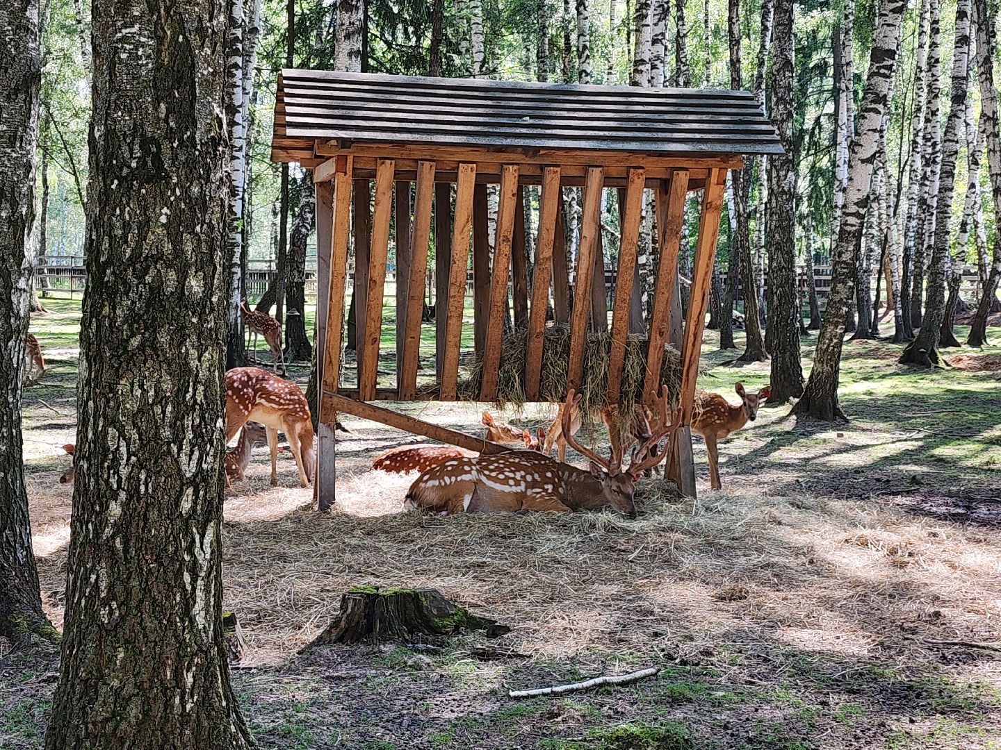 лосиный остров, Олени, биостанция,