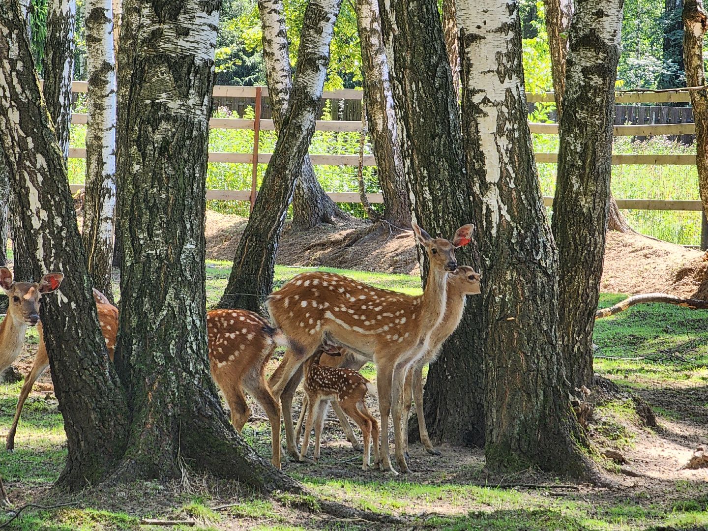 лосиный остров, Олени, биостанция,