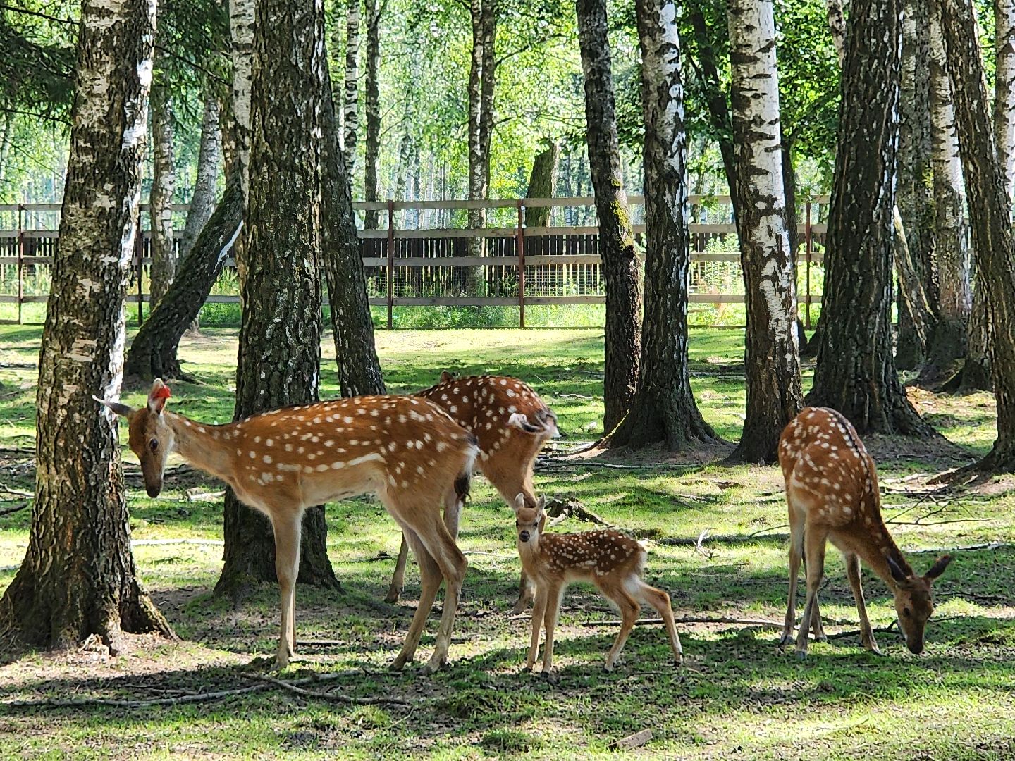 лосиный остров, Олени, биостанция,