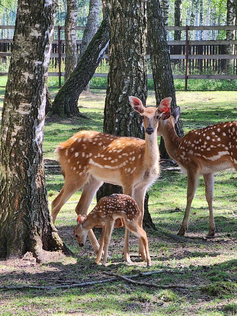 лосиный остров, Олени, биостанция,
