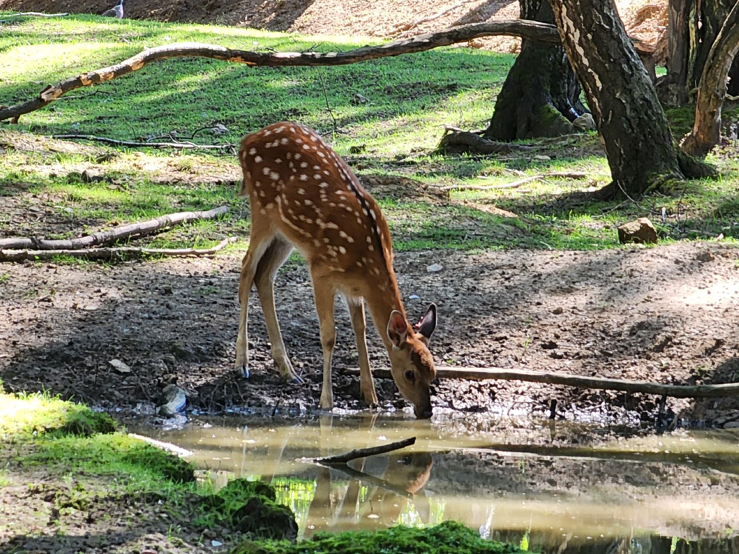 лосиный остров, Олени, биостанция,