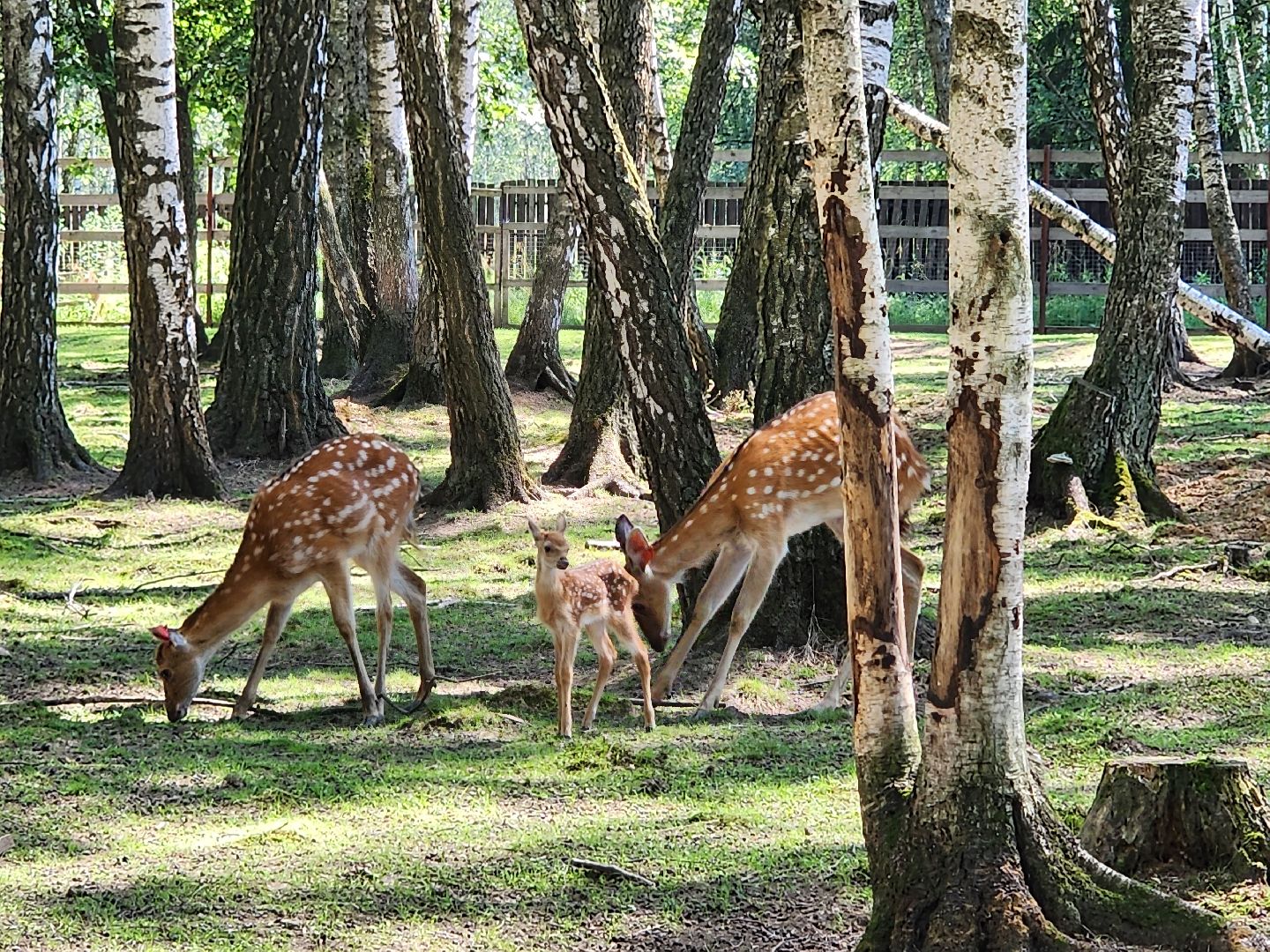 лосиный остров, Олени, биостанция,