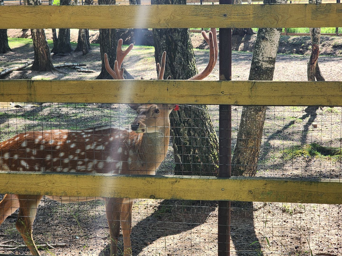 лосиный остров, Олени, биостанция,