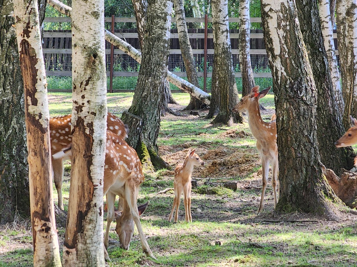 лосиный остров, Олени, биостанция,