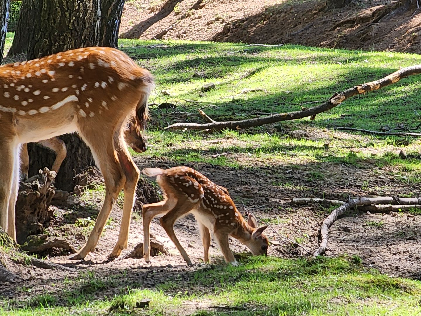 лосиный остров, Олени, биостанция,