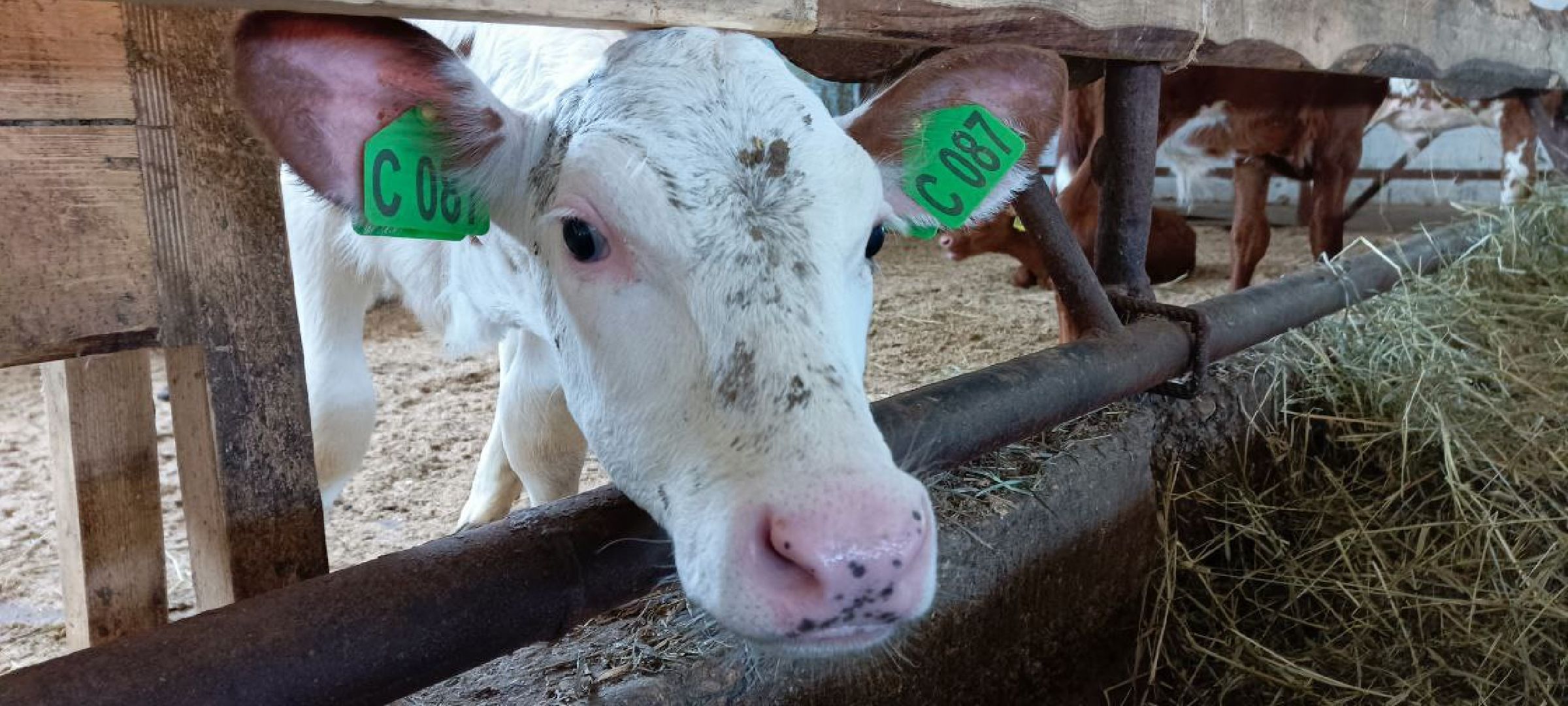 Дмитров, Мосагрофуд, Минсельхоз,