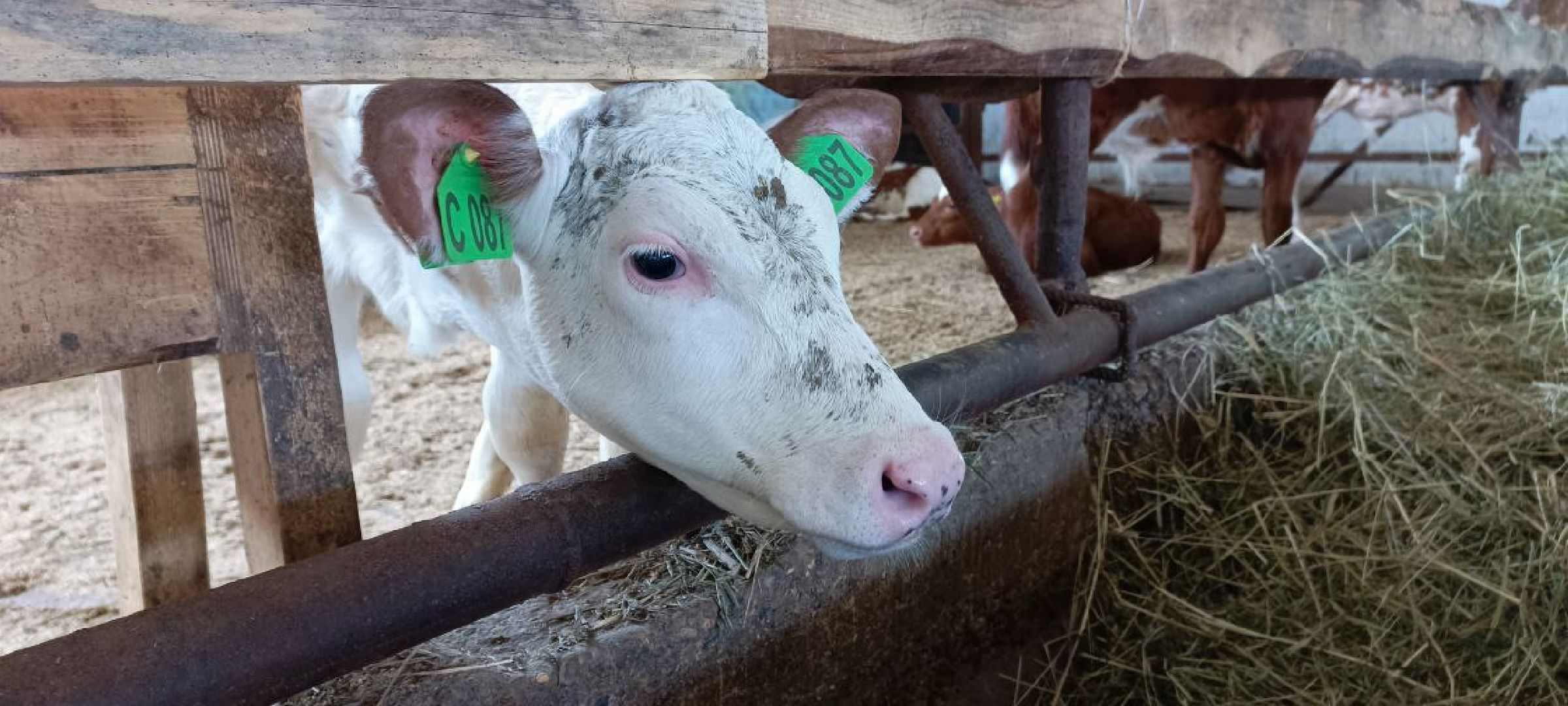 Дмитров, Мосагрофуд, Минсельхоз,