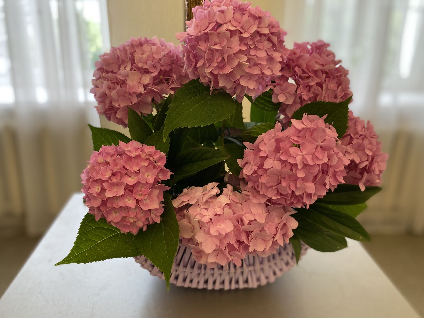 Коломна, дом озерова, выставка цветов, Цветы июля,