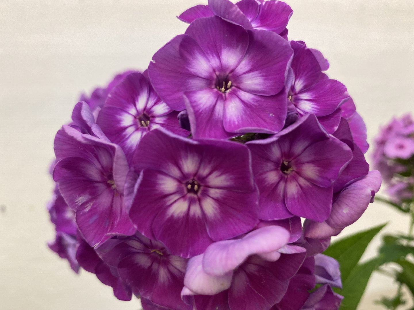 Коломна, дом озерова, выставка цветов, Цветы июля,