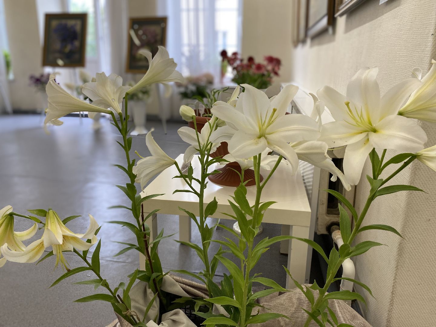 Коломна, дом озерова, выставка цветов, Цветы июля,