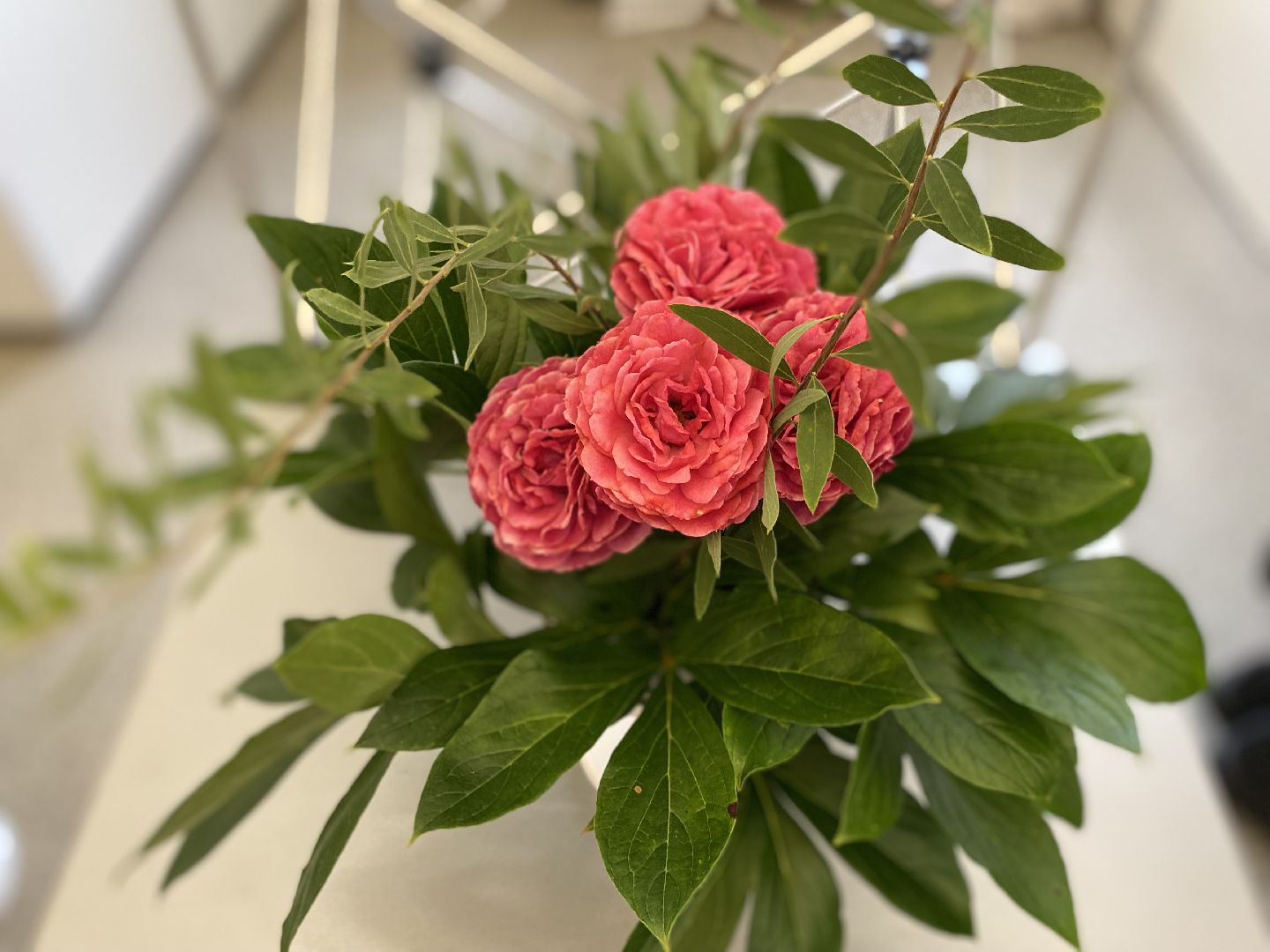 Коломна, дом озерова, выставка цветов, Цветы июля,