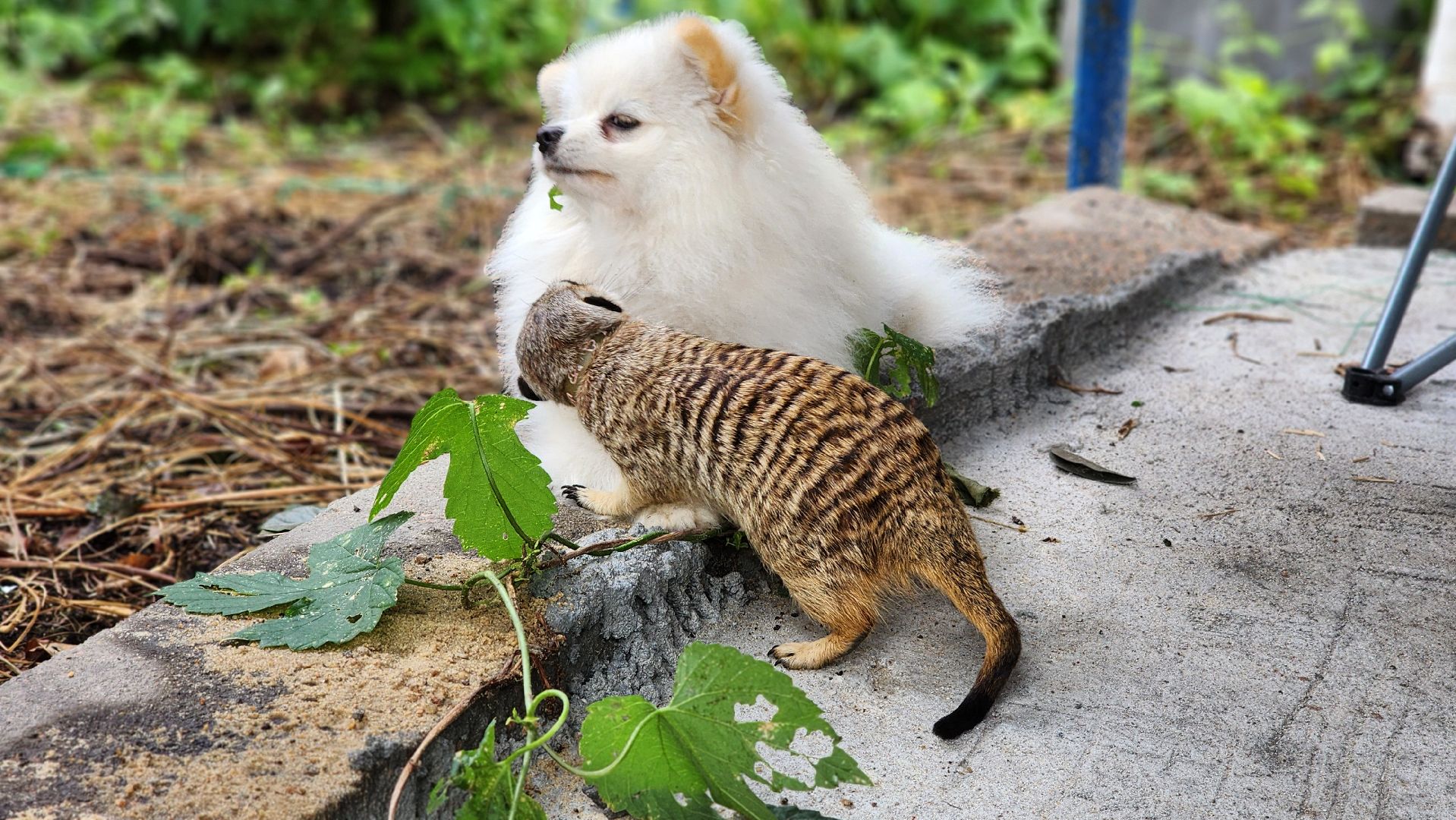 Протвино, Сурикат в СНТ, Помошник, дача, Борьба с вредителями, животные, серпухов,