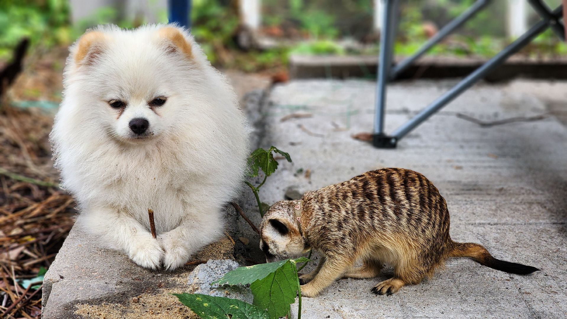 Протвино, Сурикат в СНТ, Помошник, дача, Борьба с вредителями, животные, серпухов,