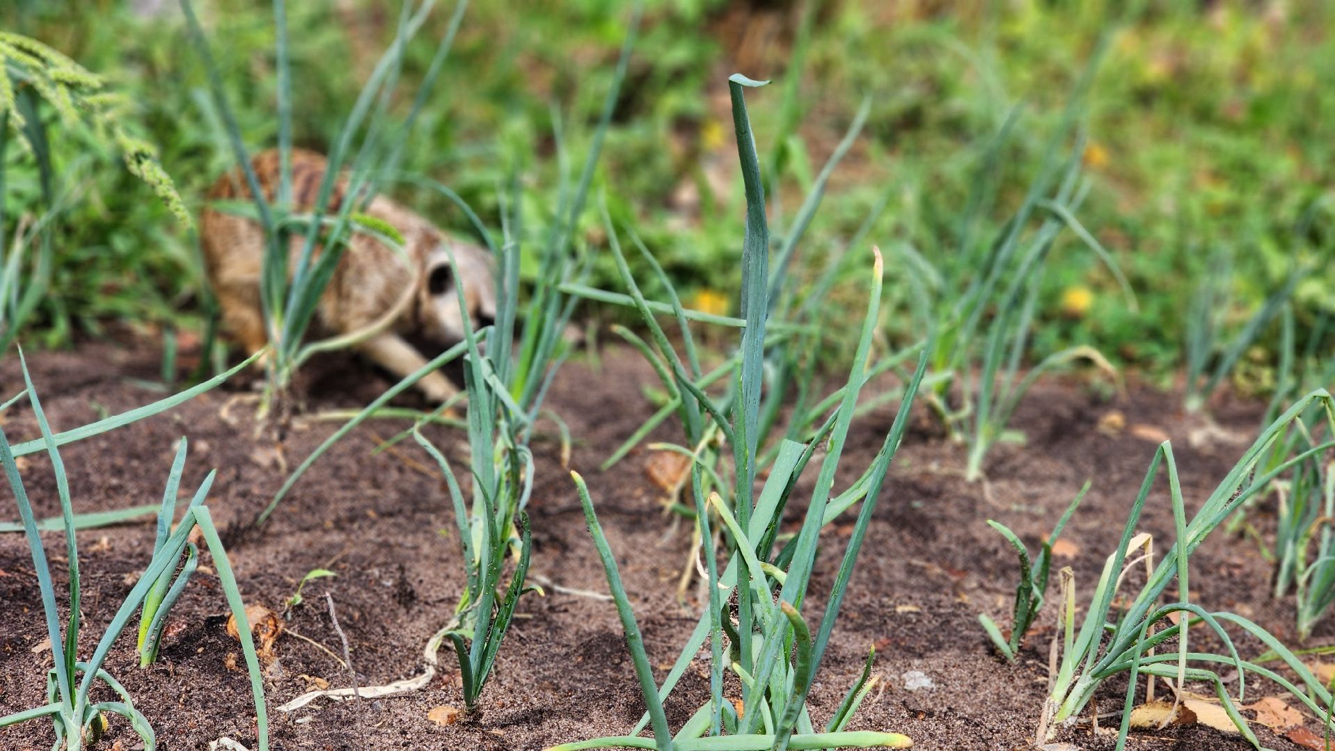Протвино, Сурикат в СНТ, Помошник, дача, Борьба с вредителями, животные, серпухов,