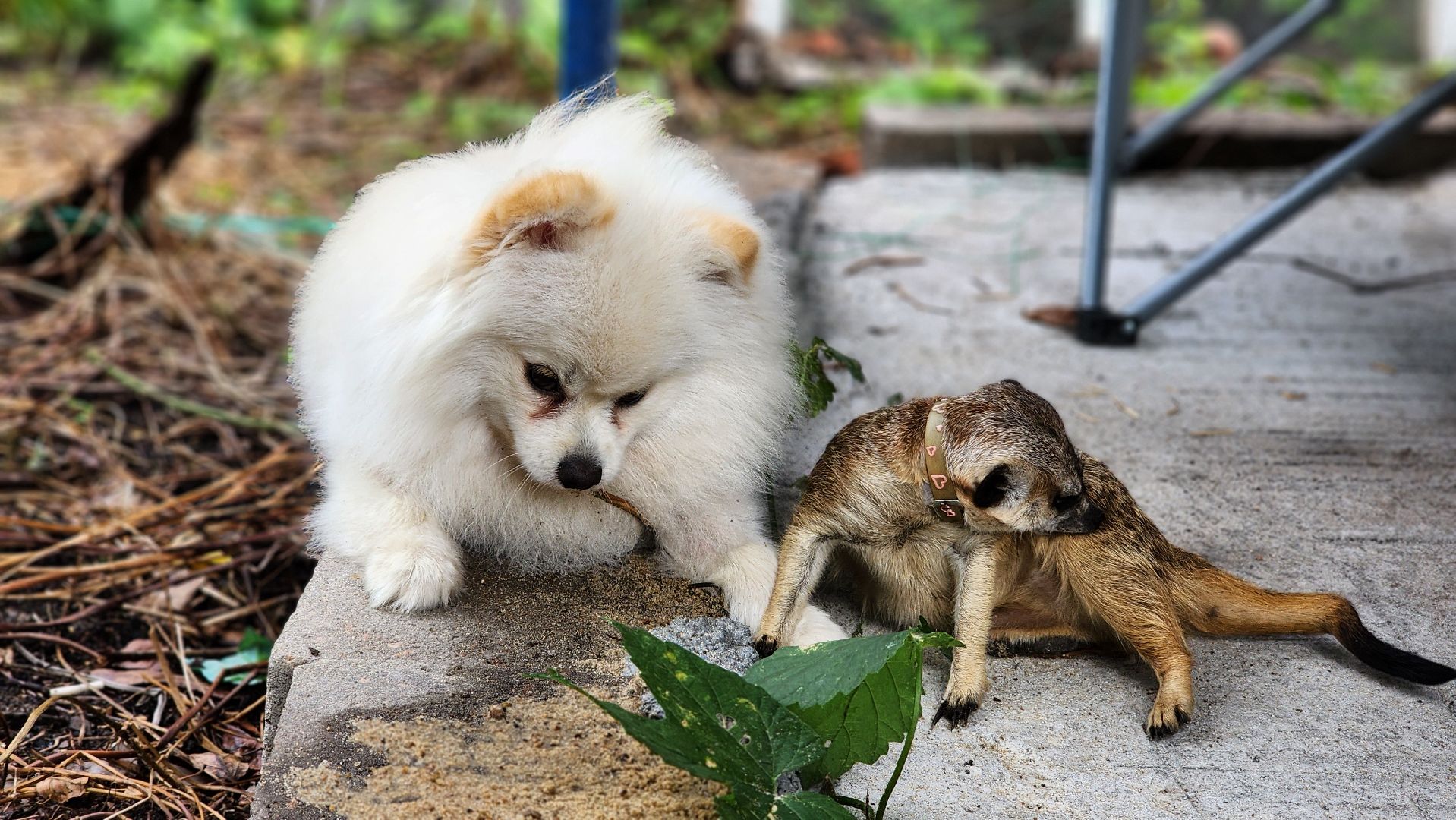 Протвино, Сурикат в СНТ, Помошник, дача, Борьба с вредителями, животные, серпухов,