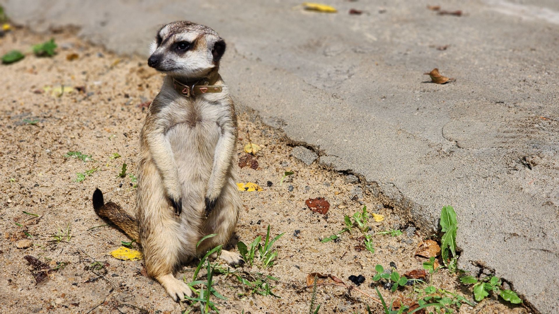 Протвино, Сурикат в СНТ, Помошник, дача, Борьба с вредителями, животные, серпухов,