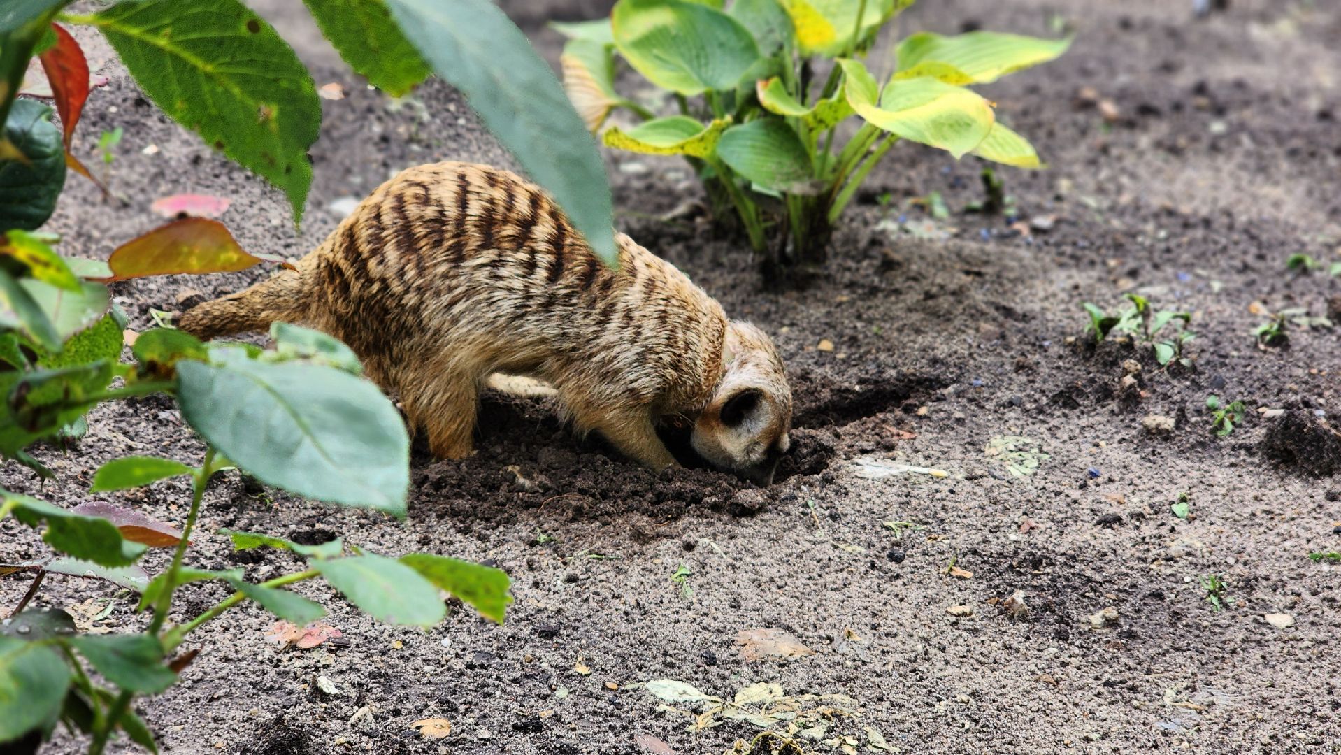 Протвино, Сурикат в СНТ, Помошник, дача, Борьба с вредителями, животные, серпухов,