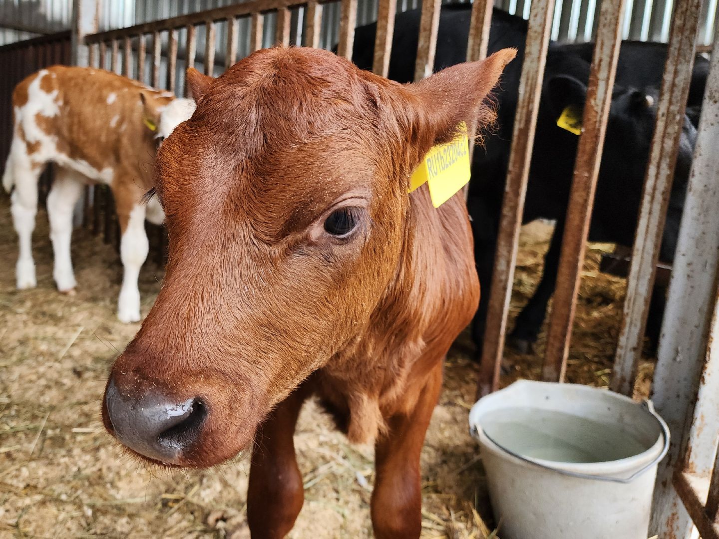 Подольск, Наука, Криобанк, Сохранение пород животных, виж им эрнста,