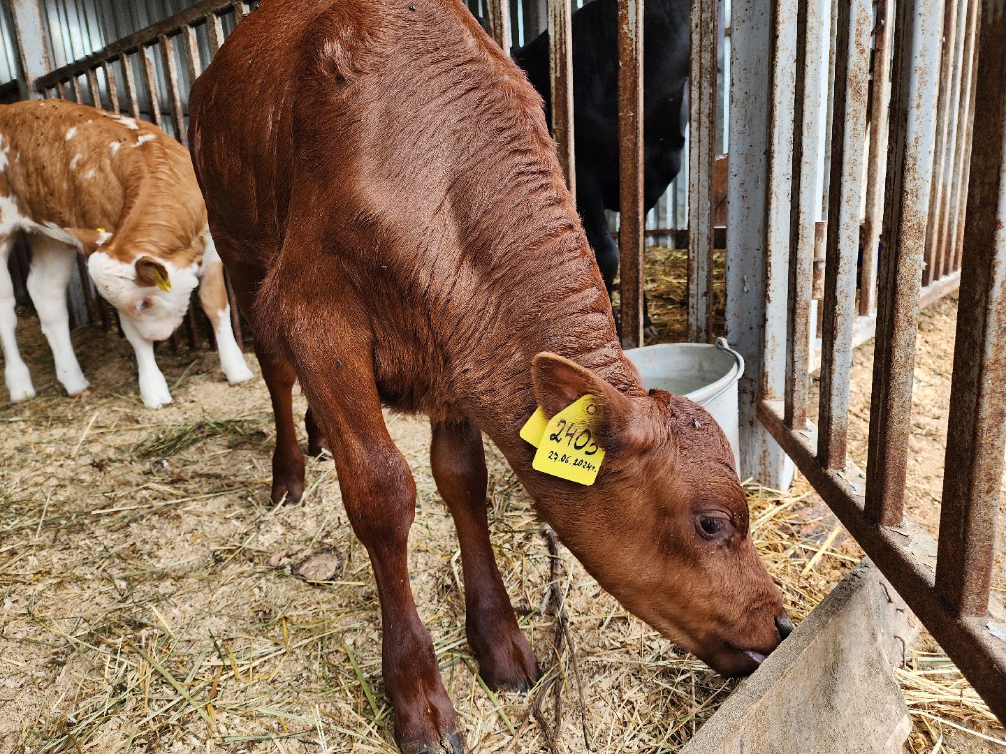 Подольск, Наука, Криобанк, Сохранение пород животных, виж им эрнста,