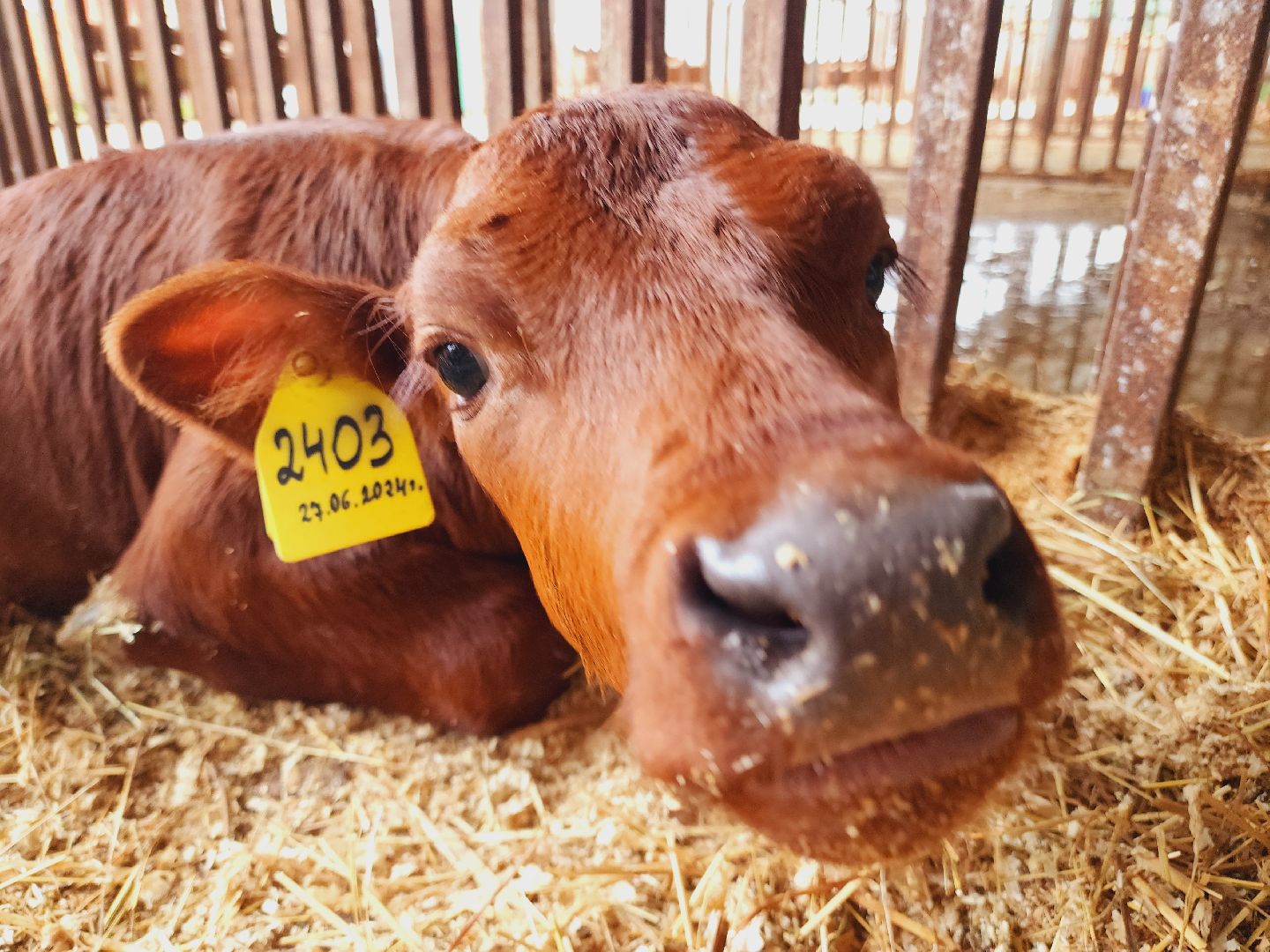 Подольск, Наука, Криобанк, Сохранение пород животных, виж им эрнста,