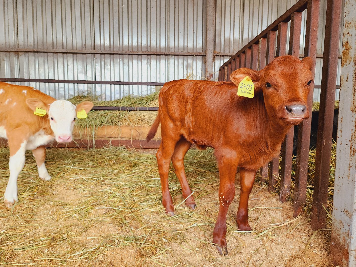 Подольск, Наука, Криобанк, Сохранение пород животных, виж им эрнста,