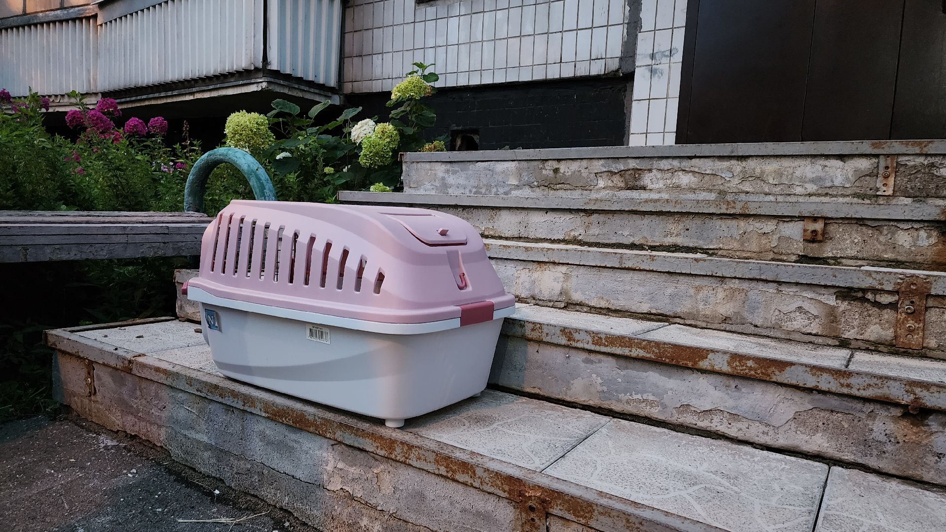 Кошки, Полиция, Лобня, Жестокое обращение с животными,