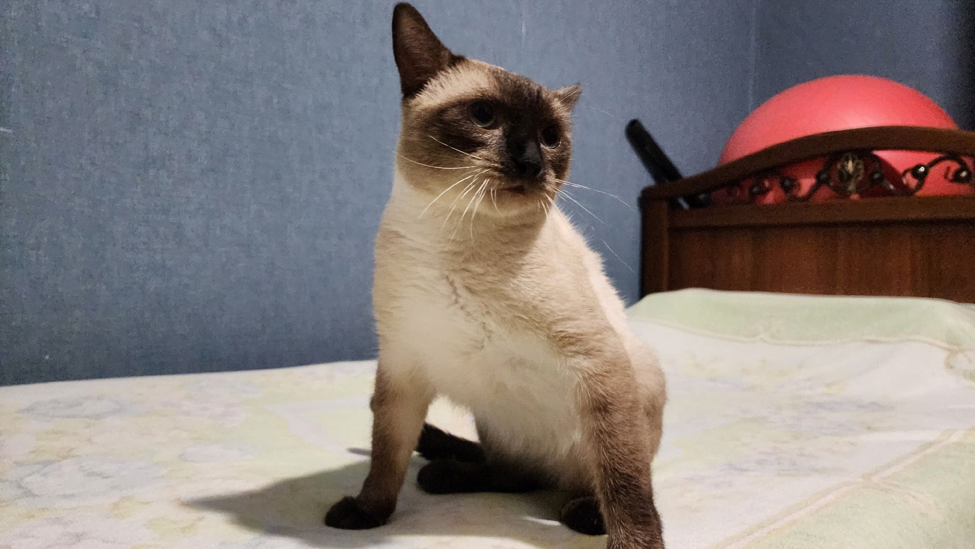 Кошки, Полиция, Лобня, Жестокое обращение с животными,