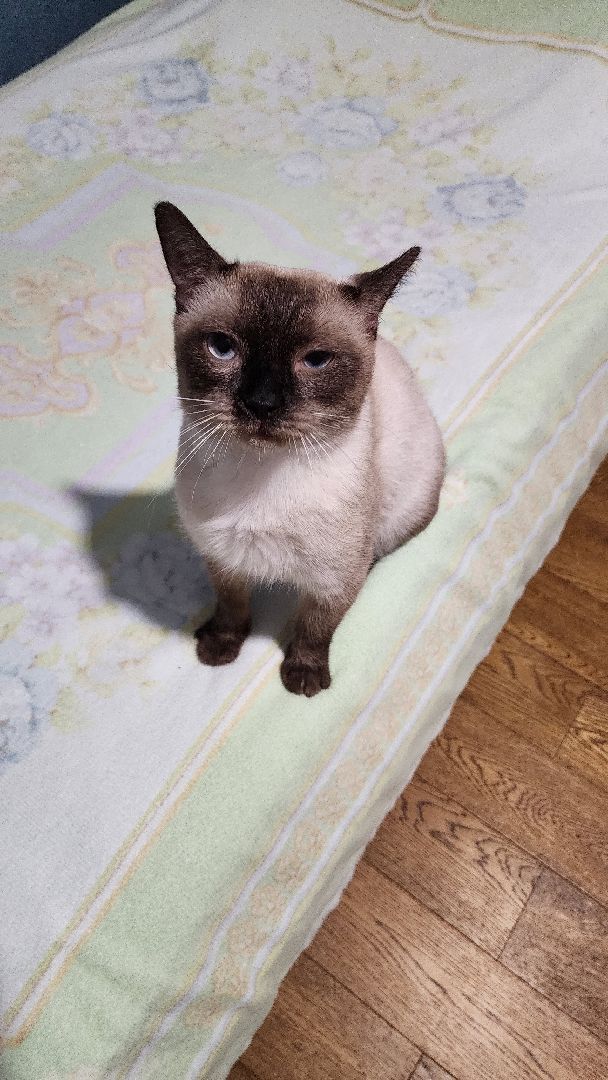 Кошки, Полиция, Лобня, Жестокое обращение с животными,