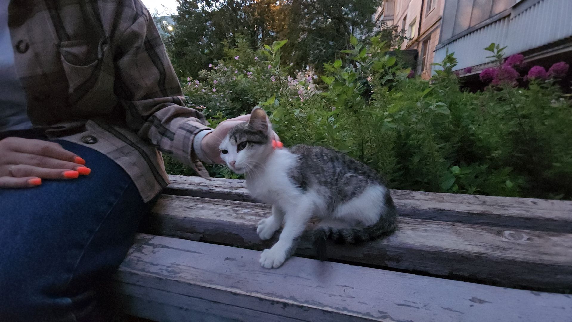 Кошки, Полиция, Лобня, Жестокое обращение с животными,