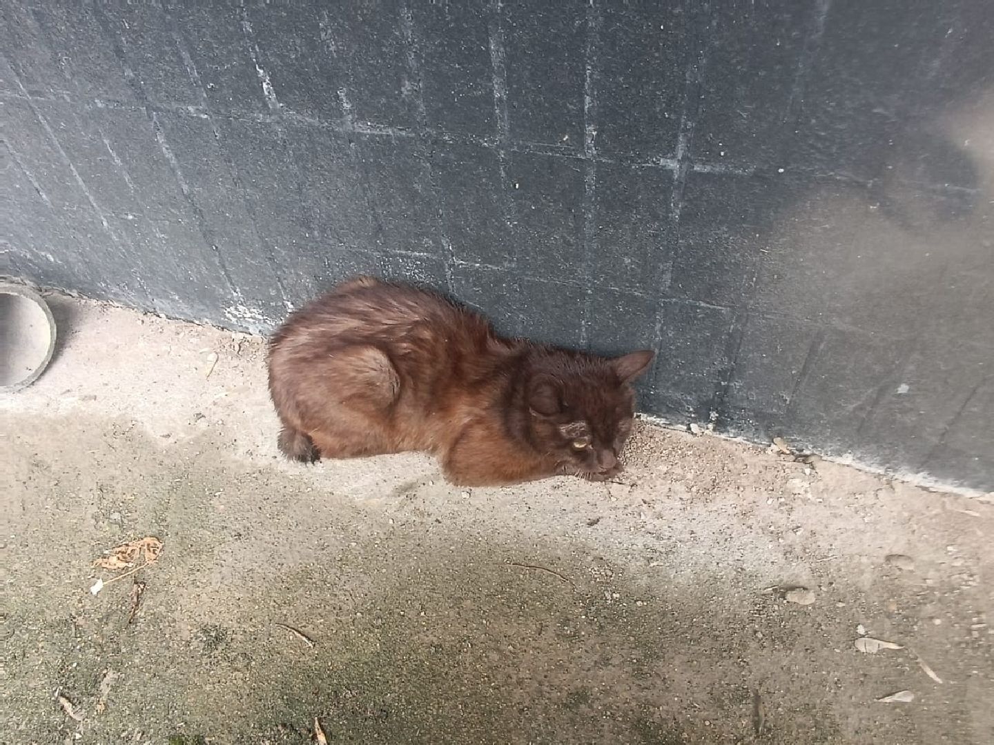 Кошки, Полиция, Лобня, Жестокое обращение с животными,