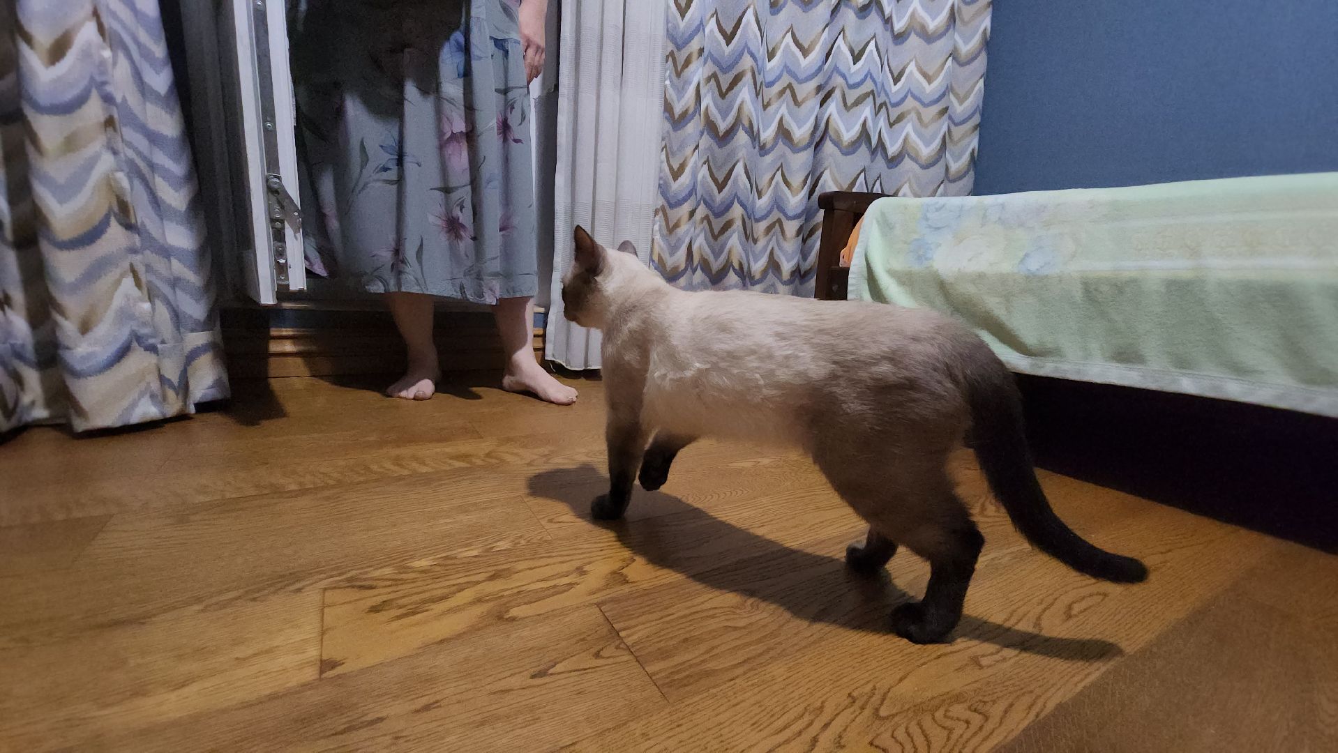 Кошки, Полиция, Лобня, Жестокое обращение с животными,