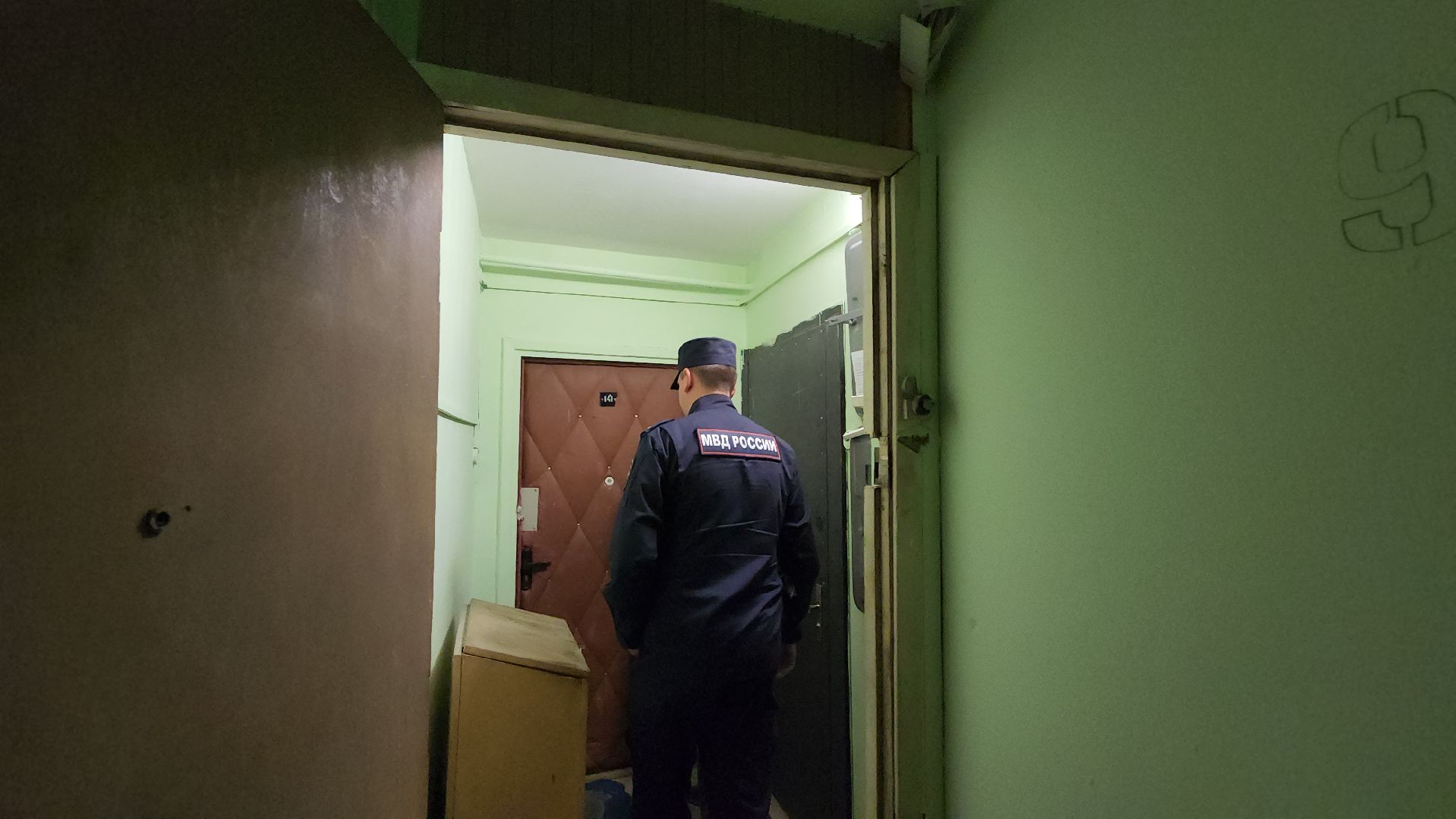 Кошки, Полиция, Лобня, Жестокое обращение с животными,