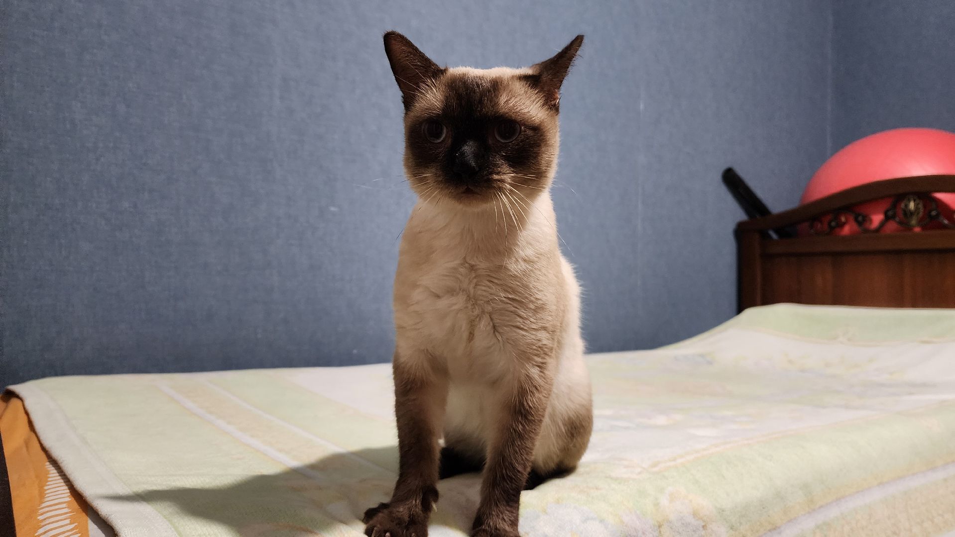 Кошки, Полиция, Лобня, Жестокое обращение с животными,